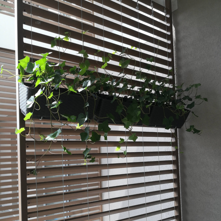 GSS zielona ściana realizacja balkon.png