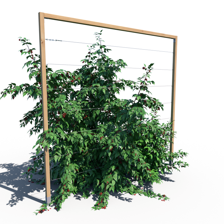 GSS R mini 180×189 – podpora do malin i jeżyn.PNG