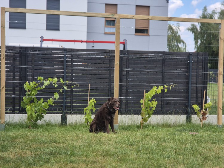 Pergola R GSS - realizacja1.jpg