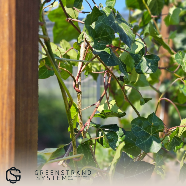 Pergola S mini_20240615_182831_0000.png