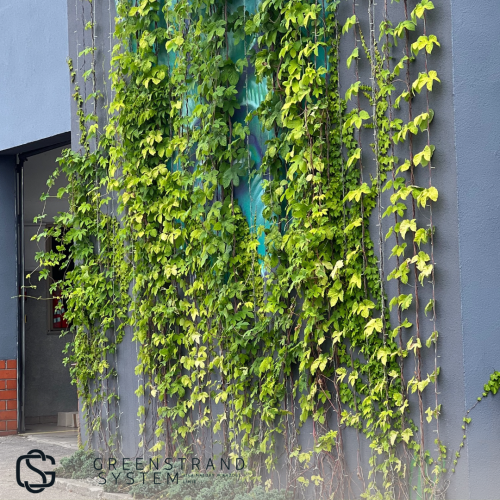 Zielona sciana GSS.png