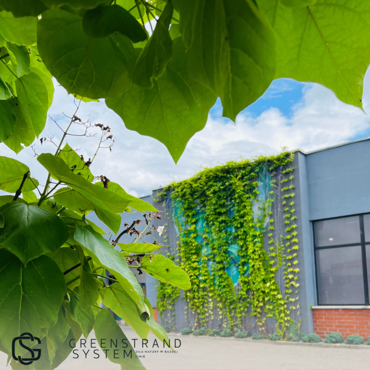 Zielona sciana GSS zestaw (2).png