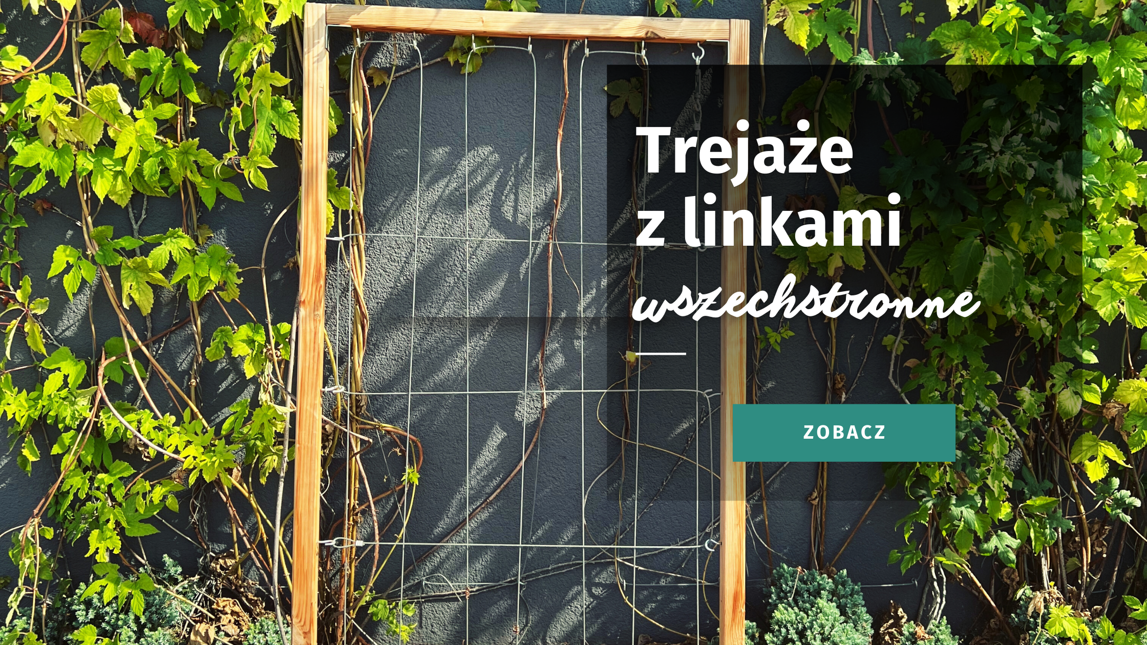 zielona ściana